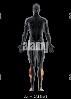 Rendering 3d'illustrazione del muscolo del peroneus longus Foto Stock