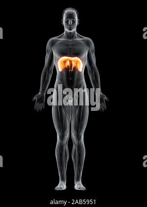 Rendering 3d'illustrazione del muscolo del diaframma Foto Stock