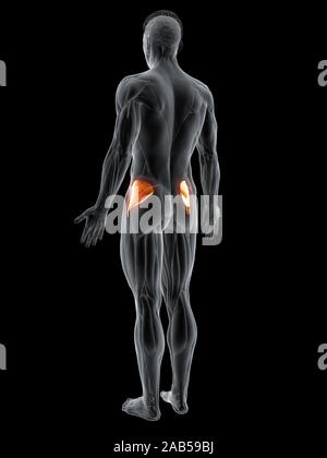 Rendering 3d'illustrazione del muscolo del gluteo minimus Foto Stock