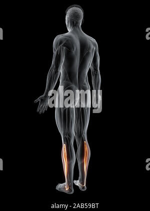 Rendering 3d'illustrazione del muscolo del peroneus longus Foto Stock