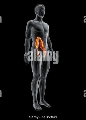 Rendering 3D illustrazione muscolare degli psoas principali Foto Stock