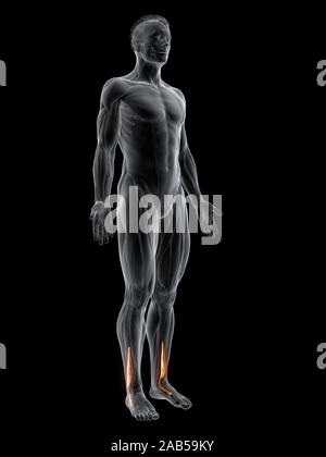 Rendering 3d'illustrazione del muscolo del peroneus brevis Foto Stock