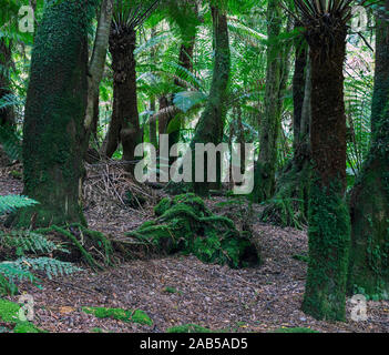 Moss alberi coperti di San Columba Falls riserva statale, Tasmania, Australia. Foto Stock