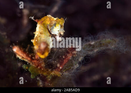 Di Pontoh cavalluccio marino pigmeo (Hippocampus pontohi). Subacqueo fotografia macro da Romblon, Filippine Foto Stock