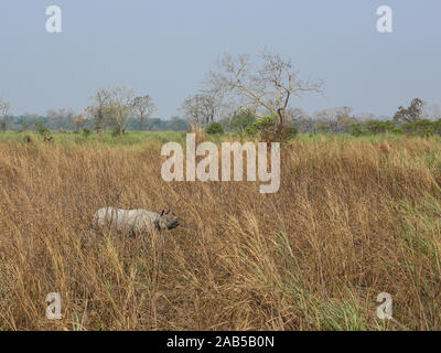 Un corno di rinoceronte pascolare nei prati del Parco Nazionale di Kaziranga (India) Foto Stock