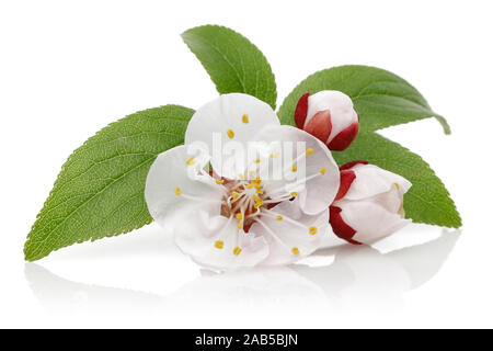 Fiore di mandorla e bud con foglie isolati su sfondo bianco Foto Stock