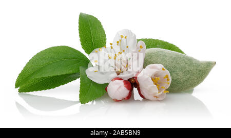 Fiore di mandorla e bud con foglie isolati su sfondo bianco Foto Stock