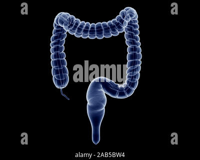 3D Rendering accurato dal punto di vista medico illustrazione del colon Foto Stock