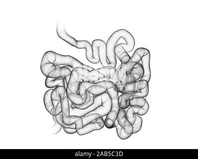 3D Rendering accurato dal punto di vista medico illustrazione del piccolo intestino Foto Stock