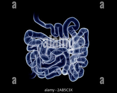 3D Rendering accurato dal punto di vista medico illustrazione del piccolo intestino Foto Stock