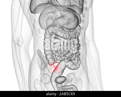 3D Rendering accurato dal punto di vista medico illustrazione dell'appendice Foto Stock