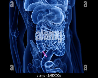 3D Rendering accurato dal punto di vista medico illustrazione dell'appendice Foto Stock