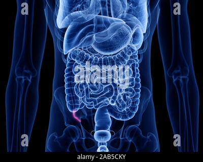 3D Rendering accurato dal punto di vista medico illustrazione dell'appendice Foto Stock