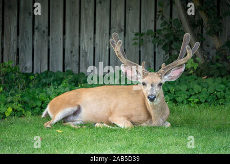 Mule Deer buck nel cortile di una casa di Giuseppe, Oregon. Foto Stock