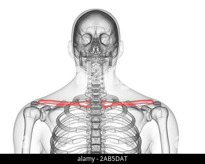 3D Rendering accurato dal punto di vista medico illustrazione del Foto Stock