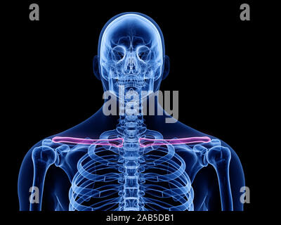 3D Rendering accurato dal punto di vista medico illustrazione della clavicola osso Foto Stock