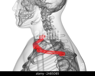 3D Rendering accurato dal punto di vista medico illustrazione della clavicola osso Foto Stock