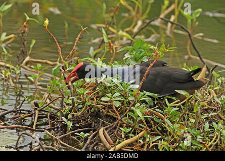 Purple Swamphen (Porphyrio porphyrio melanopterus) adulto sul nido bastoncini di regolazione di Port Moresby, Papua Nuova Guinea Luglio Foto Stock