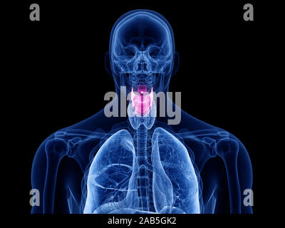 3D Rendering accurato dal punto di vista medico illustrazione del Foto Stock