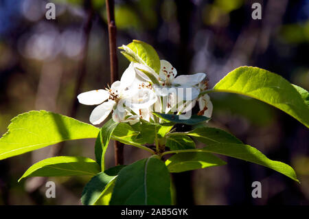 Tahiti Fior di limone, Citrus latifolia, Santo Antônio do Pinhal, São Paulo, Brasile Foto Stock