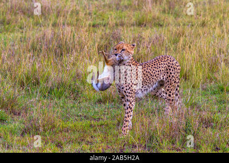 Il Gepard (Acinonyx jubatus) mit Jagdbeute Foto Stock