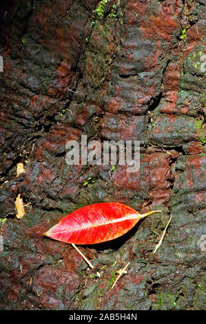 Tronco di eucalipto, Parco di Ibirapuera, São Paulo, Brasile Foto Stock