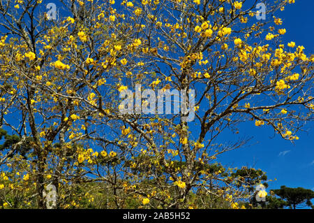 Ipê Amarelo Fiore, Tabebuia Alba, Santo Antônio do Pinhal, São Paulo, Brasile Foto Stock