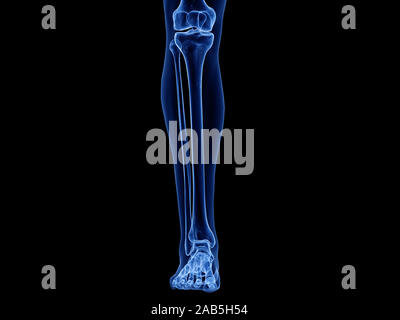 3D Rendering accurato dal punto di vista medico illustrazione della parte inferiore della gamba di ossa Foto Stock