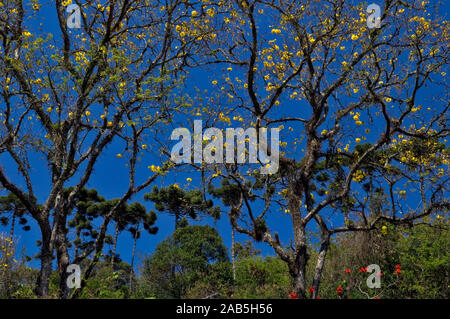 Ipê Amarelo Fiore, Tabebuia Alba, Santo Antônio do Pinhal, São Paulo, Brasile Foto Stock