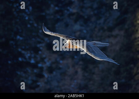 Bartgeier fliegt un einem Berghang entlang, Gypaetus barbatus, Foto Stock