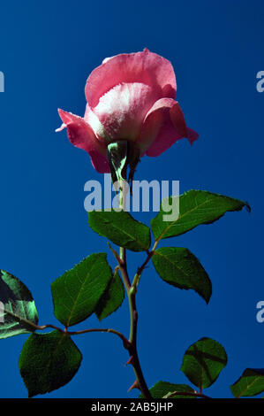 Rose, Santo Antônio do Pinhal, São Paulo, Brasile Foto Stock