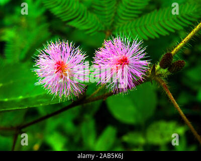 Impianto sensibili/ Sleepy impianto/ il touch-me-non fiori (Mimosa pudica), localmente noto come Lojjaboti phool in Bangladesh. Settembre 22, 2013. Foto Stock