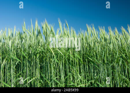 Green cereali triticale e limpido cielo blu Foto Stock