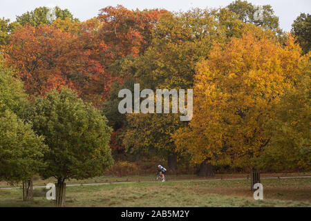 Escursioni in bicicletta attraverso un colorato (colorate) alberi autunnali a Richmond Deer Park, Londra Foto Stock
