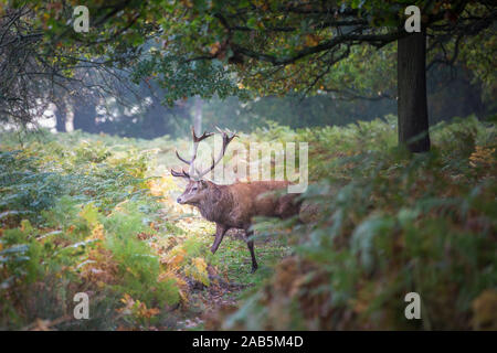 Feste di addio al celibato a piedi attraverso il percorso a Richmond Park durante l'autunno rut Foto Stock