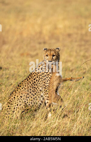 Donna Adulto ghepardo (Acynonyx justus) avendo appena catturati e soffoca un giovane Thomson gazzella fawn (Eudorcas thomson i) Foto Stock