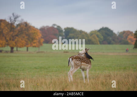 Il Cervo si erge con un black bird sussurra nel suo orecchio, in Richmond Park, Regno Unito Foto Stock