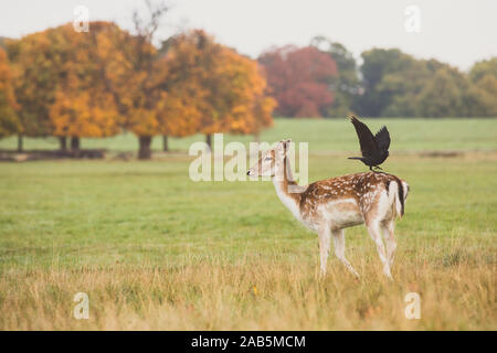 Il Cervo si erge con un uccello nero sulla schiena in Richmond Park, Regno Unito Foto Stock