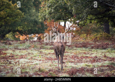 Il cervo a piedi in Richmond Park, circondato da alberi autunnali Foto Stock