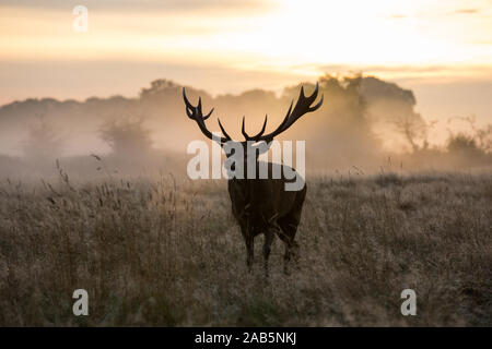 Lonely Stag at Dawn durante l'autunno, Rut in Richmond Park Foto Stock