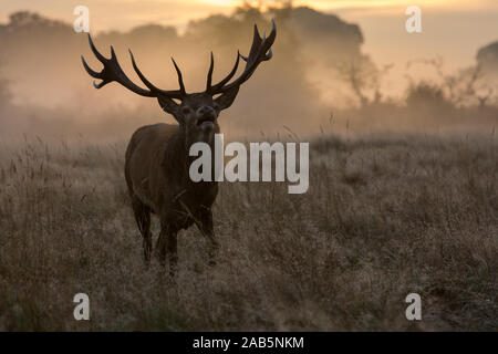 Lonely Stag at Dawn durante l'autunno, Rut in Richmond Park Foto Stock