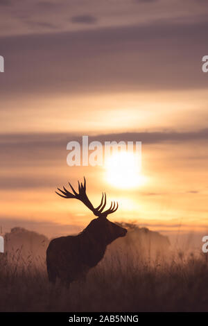 Lonely Stag at Dawn durante l'autunno, Rut in Richmond Park Foto Stock