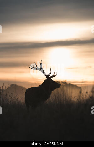 Lonely Stag at Dawn durante l'autunno, Rut in Richmond Park Foto Stock