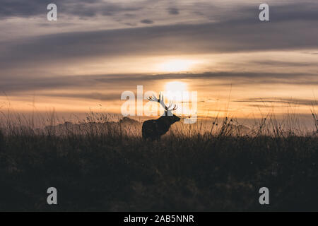 Lonely Stag at Dawn durante l'autunno, Rut in Richmond Park Foto Stock