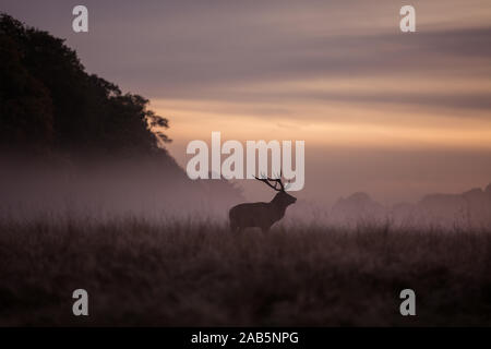 Lonely Stag at Dawn durante l'autunno, Rut in Richmond Park Foto Stock