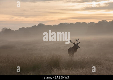 Lonely Stag at Dawn durante l'autunno, Rut in Richmond Park Foto Stock