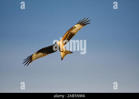 Aquilone rosso in-flight Foto Stock