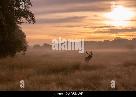 Lonely Stag at Dawn durante l'autunno, Rut in Richmond Park Foto Stock