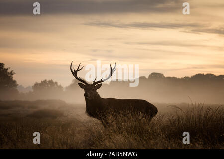 Lonely Stag at Dawn durante l'autunno, Rut in Richmond Park Foto Stock