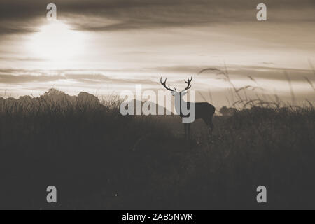 Lonely Stag at Dawn durante l'autunno, Rut in Richmond Park Foto Stock